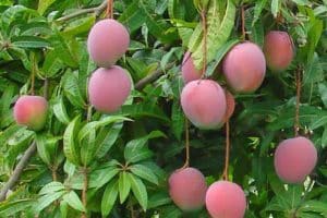 Xoài 3 màu - Giống xoài "đổi đời" cho người dân Miền Tây