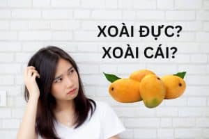 Có cây xoài đực không? Giải mã cách gọi "xoài đực", "xoài cái"