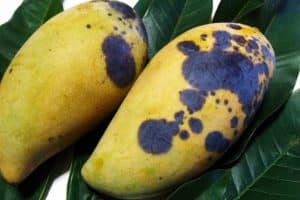 Xoài bị đốm đen: nguyên nhân, tác hại và giải pháp khắc phục