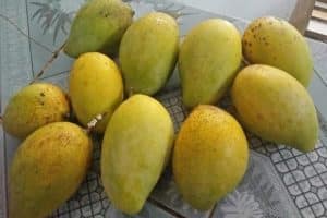 Xoài Bưởi: Giống xoài phổ biến, dễ trồng, năng suất cao