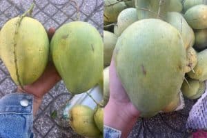 Xoài Cát Đen - "Viên ngọc đen" thơm ngon, bổ dưỡng từ đất Việt