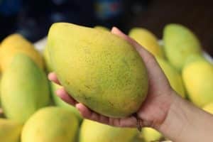 10 giống xoài phổ biến nhất Việt Nam có thể bạn chưa biết