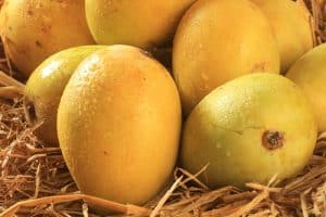 Xoài Cát Hòn: Viên ngọc vàng thơm thảo từ cù lao Mỹ Đức