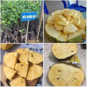 Mít Không Hạt Ba Láng: Đặc Sản Độc Đáo Của Miền Tây Sông Nước