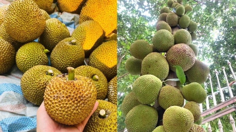 Mít Na: Giống Mít Đặc Sản Bản Địa Của Ba Vì, Hà Nội