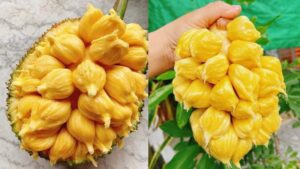 Mít Na: Giống Mít Đặc Sản Bản Địa Của Ba Vì, Hà Nội