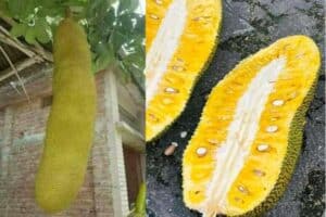 Mít Thước: Giống Mít "Khủng" Với Hương Vị Tuyệt Vời