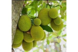 Giống Mít Viên Linh: Sự kết hợp hoàn hảo giữa năng suất và chất lượng