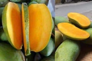 Xoài không hạt: Đặc điểm và giá trị của một loại quả quen thuộc