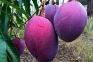 Xoài Ngọc Vân: Giống Xoài Ngoại Nhập "Khủng" Chinh Phục Thị Trường Việt