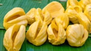 Đói ăn mít có sao không