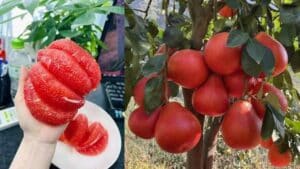 Bưởi đỏ tiến vua