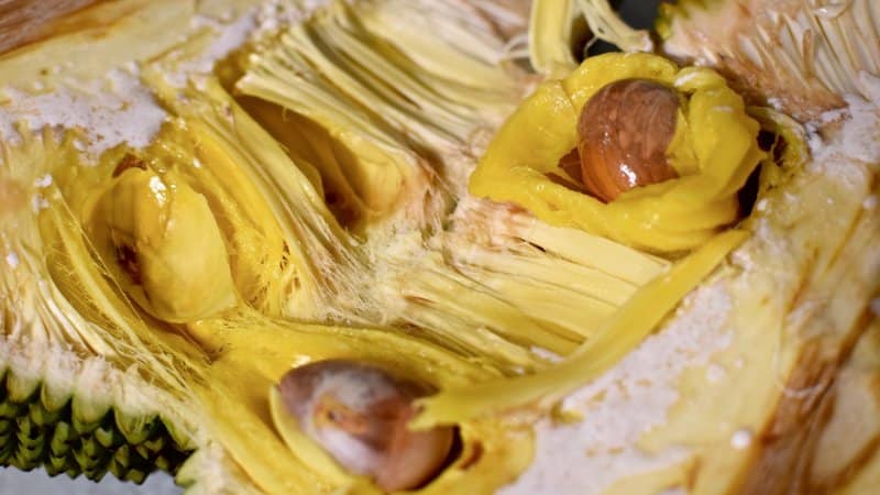 Quan Sát Nhựa Mít