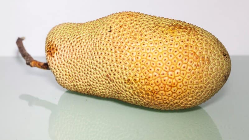 Hình Dáng Quả Mít