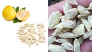 công dụng của hạt bưởi