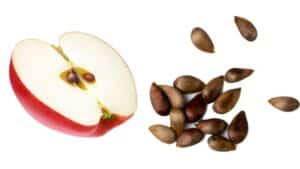 các loại hạt không nên ăn