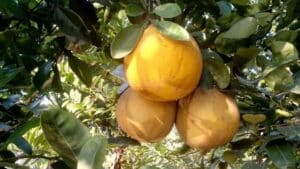 Bưởi Diễn Văn Trì