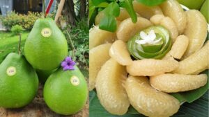 giống bưởi đường lá cam