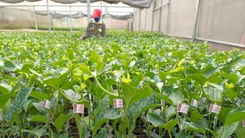Chanh Dây Đài Nông Số 1
