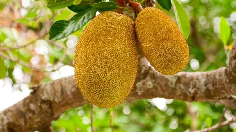 Đau dạ dày ăn mít