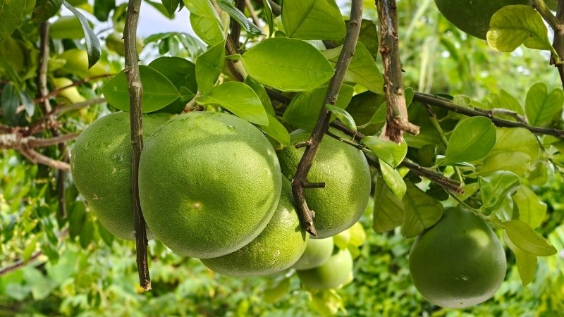 Đau dạ dày có ăn được bưởi không? Lời giải đáp chi tiết và khoa học nhất