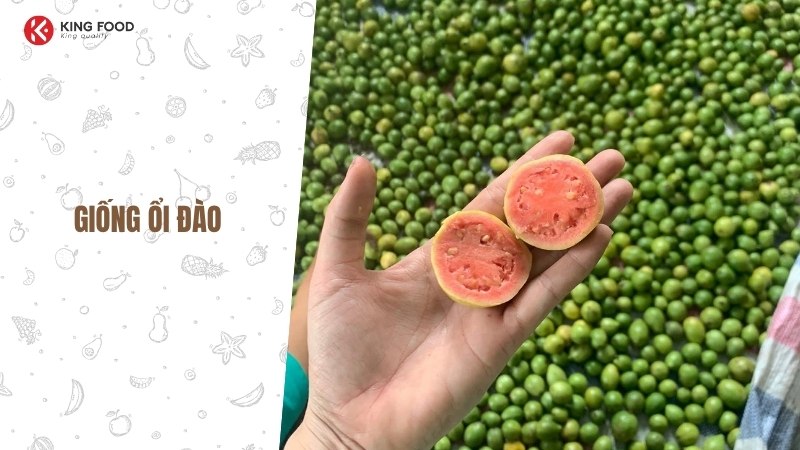 ổi đào