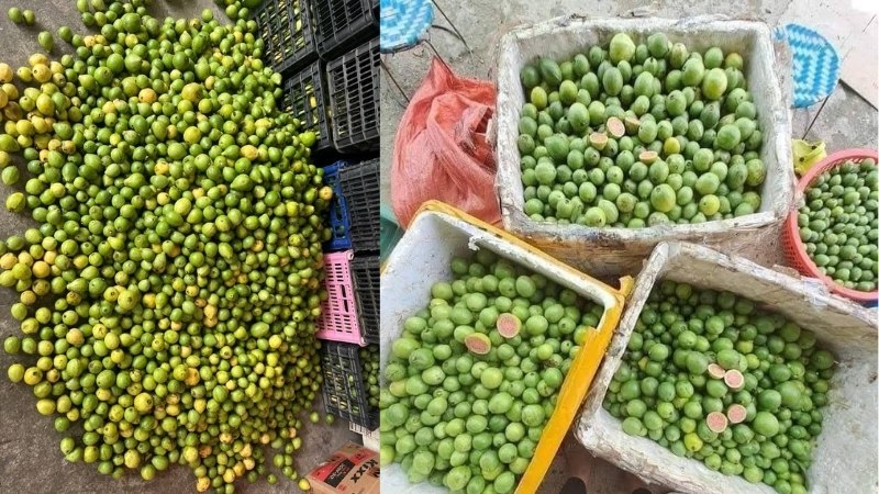 Chanh Dây Đài Nông Số 1: "Vua" của các giống chanh leo ngọt