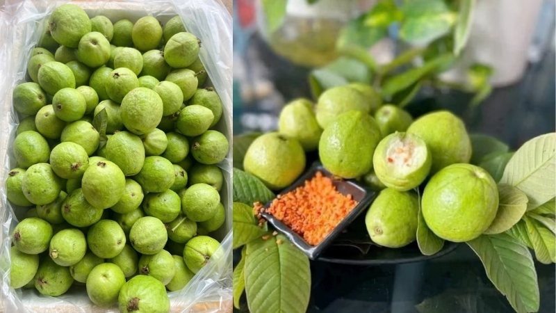 Ổi găng