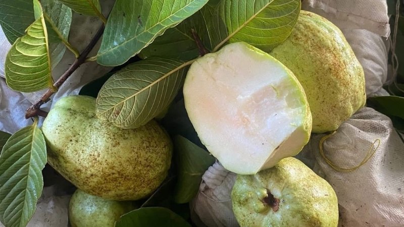 Ổi Thái: Giống ổi khổng lồ, giòn ngọt và ít hạt