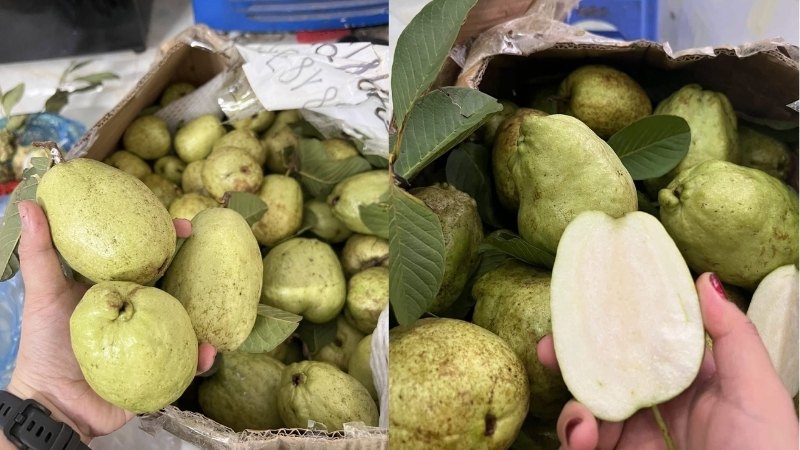 Ổi Thái: Giống ổi khổng lồ, giòn ngọt và ít hạt