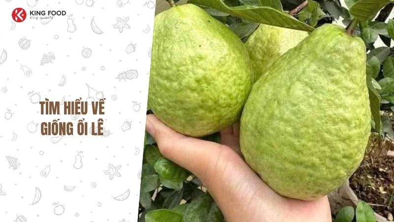 Chanh Dây Ecuador: Khám phá trái cây "Vàng Lỏng" của Nam Mỹ