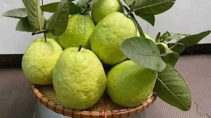 ổi lê