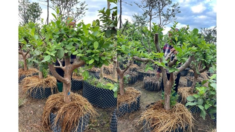 Chanh Dây Ecuador: Khám phá trái cây "Vàng Lỏng" của Nam Mỹ
