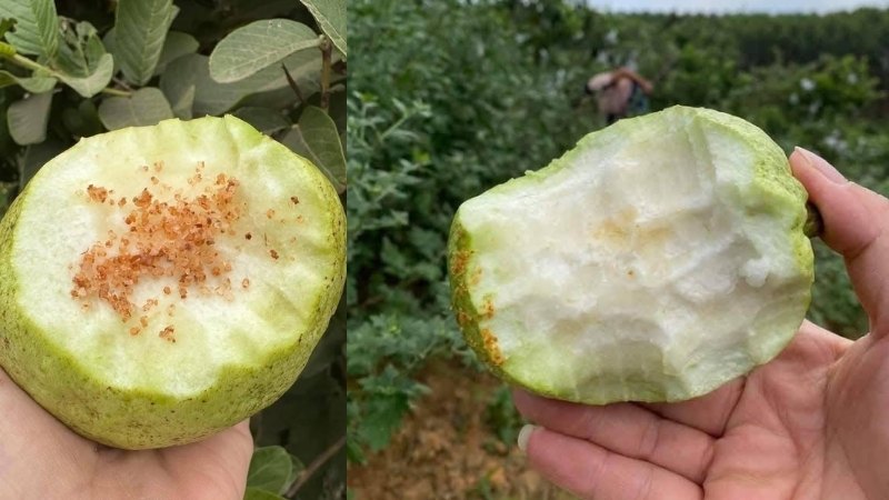 ổi lê ruột trắng