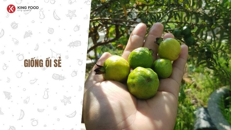 Nuốt hạt cam có sao không? Lời giải đáp khoa học cho nỗi lo thường gặp