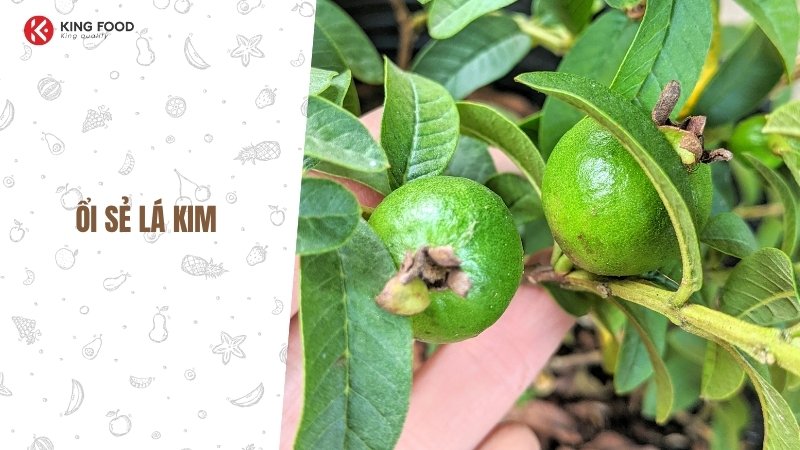 Ổi Tứ Quý: Giống ổi ra quả quanh năm, năng suất cao