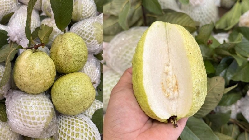Ổi Thái