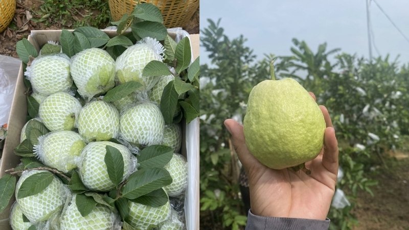 Ổi Thái