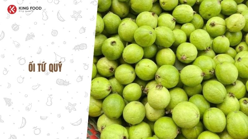 Ổi Tứ Quý