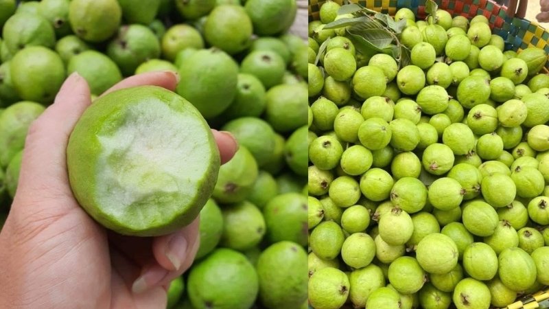 Ổi Sẻ Lá Kim: Thông tin chi tiết về giống ổi cảnh độc đáo