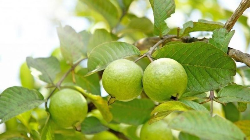 Ổi Tứ Quý: Giống ổi ra quả quanh năm, năng suất cao