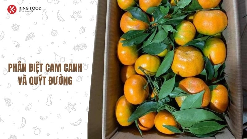 Cam Canh có phải là quýt không