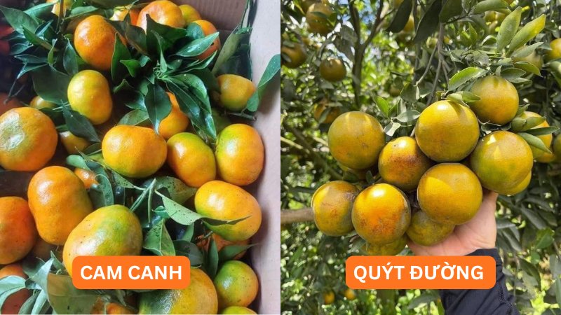Cam Canh có phải là quýt không