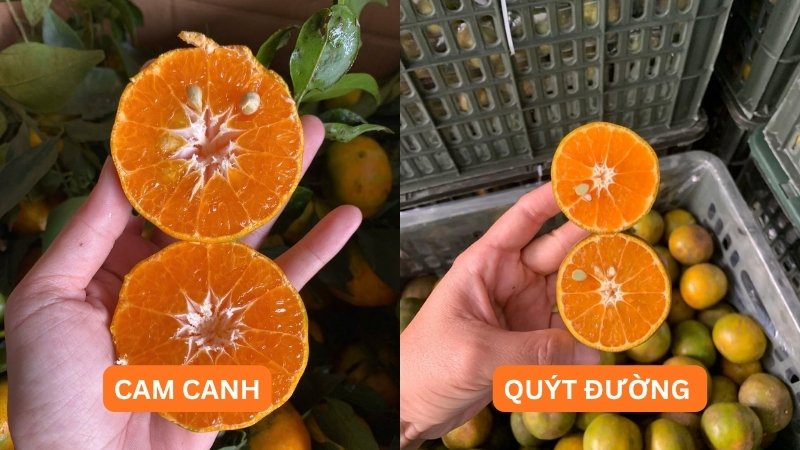 Cam Canh có phải là quýt không