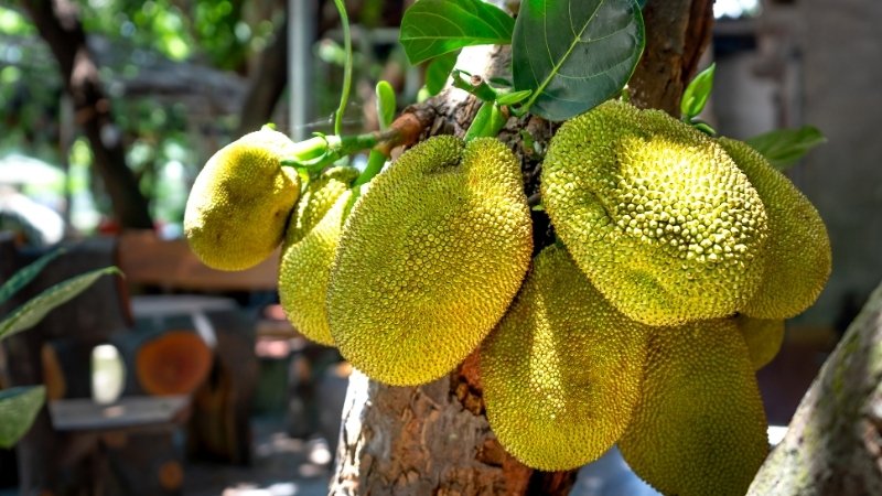 lo-tay-bo-mit-khi-con-xanh