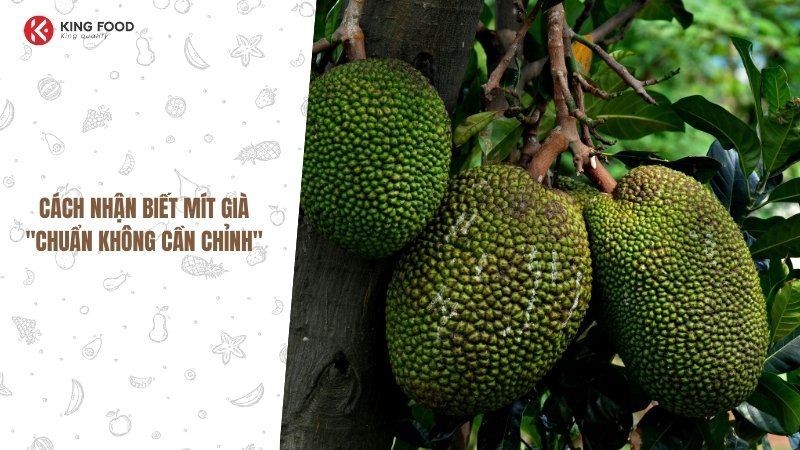 Hoa mít: Bí ẩn về sự hình thành của loại trái cây thơm lừng