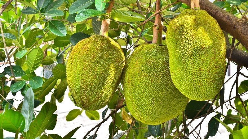 Cách nhận biết mít già