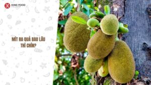 Mít ra quả bao lâu thì chín