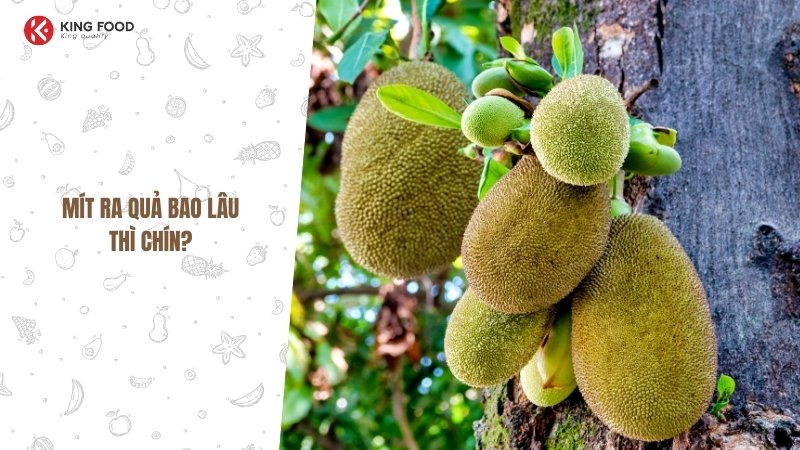 Cách nhận biết mít già "chuẩn không cần chỉnh"