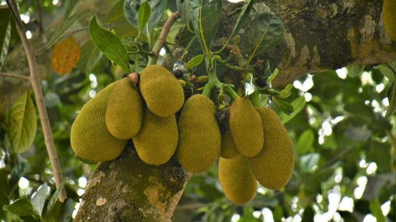 Mít ra quả bao lâu thì chín